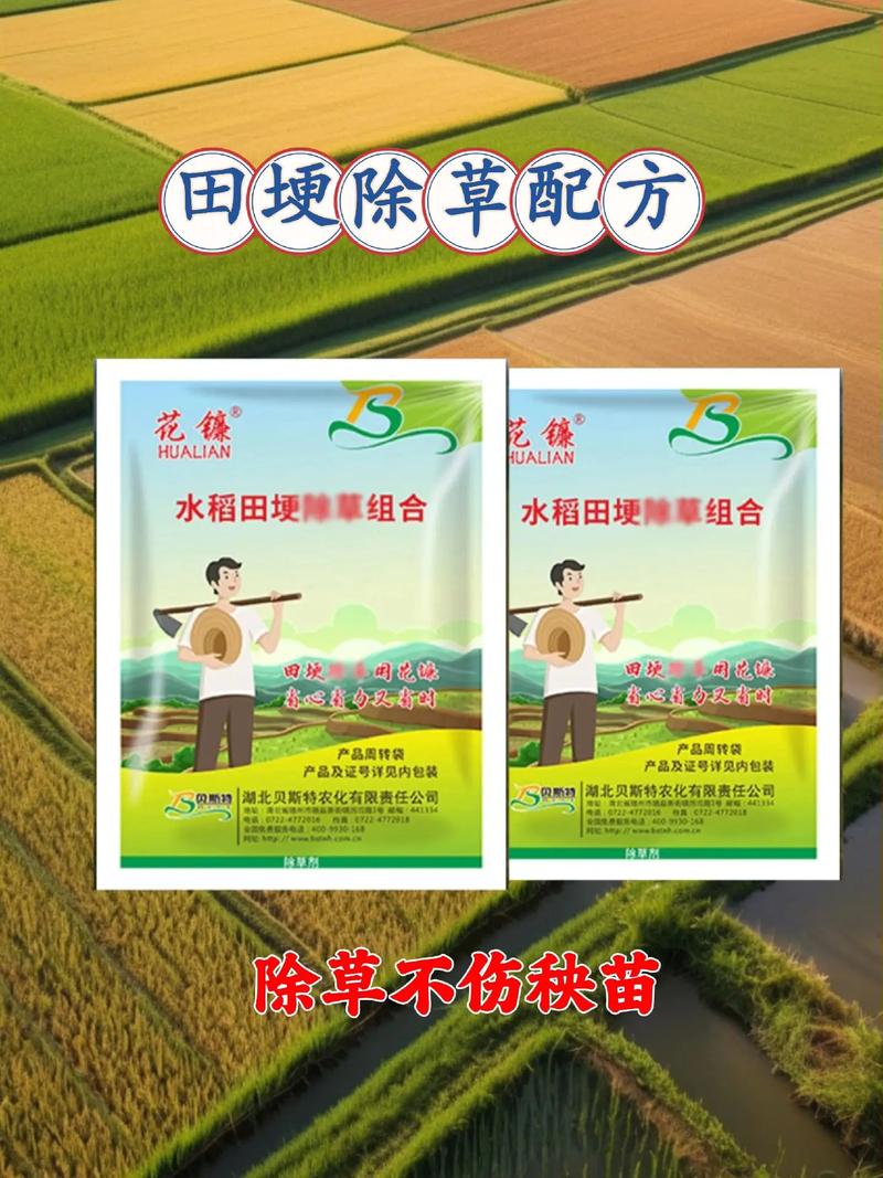 水稻直播田播种后的田间管理_水稻直播苗期怎么管理_水稻直播基本苗