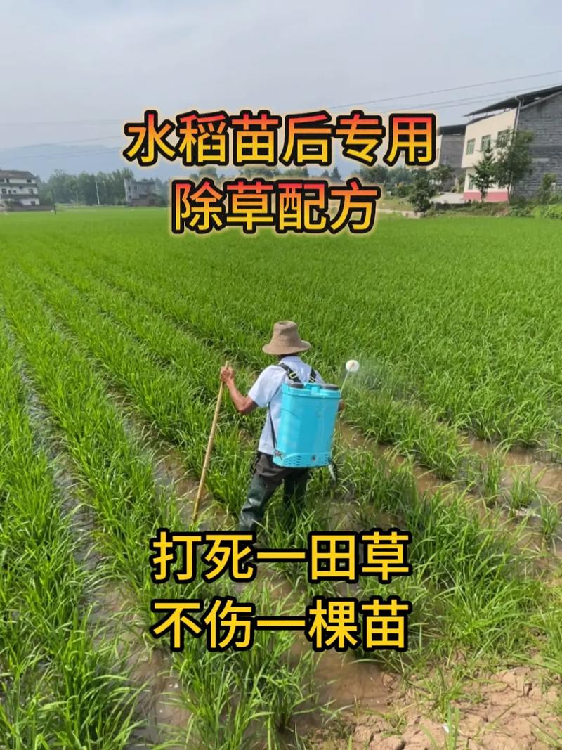 水稻直播田播种后的田间管理_水稻直播苗期怎么管理_水稻直播基本苗