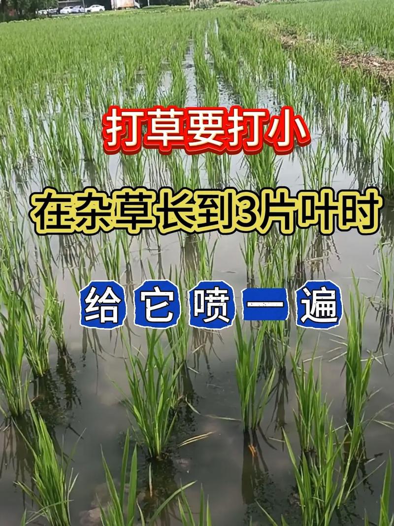 水稻直播苗期怎么管理_水稻直播田播种后的田间管理_水稻直播基本苗
